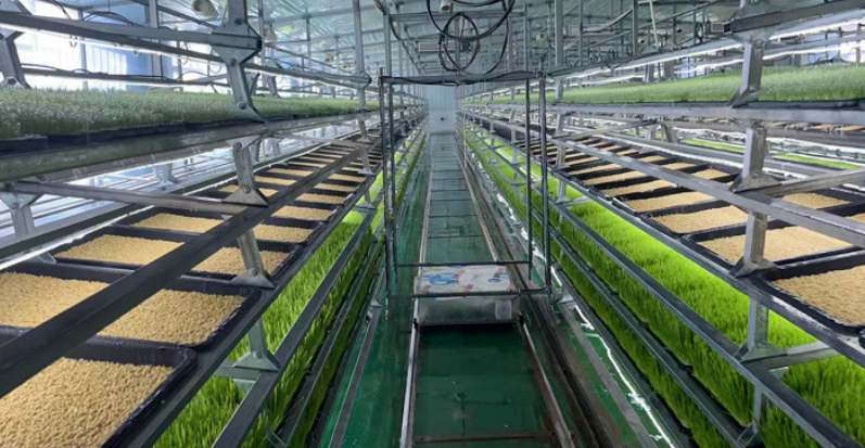 Greenhouse climate control