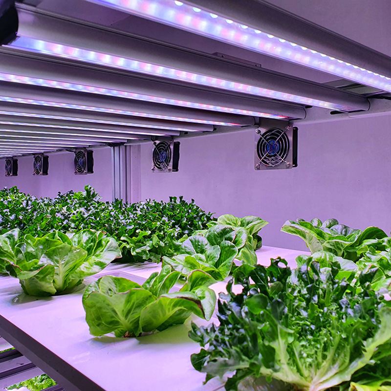 Shipping container growing systems