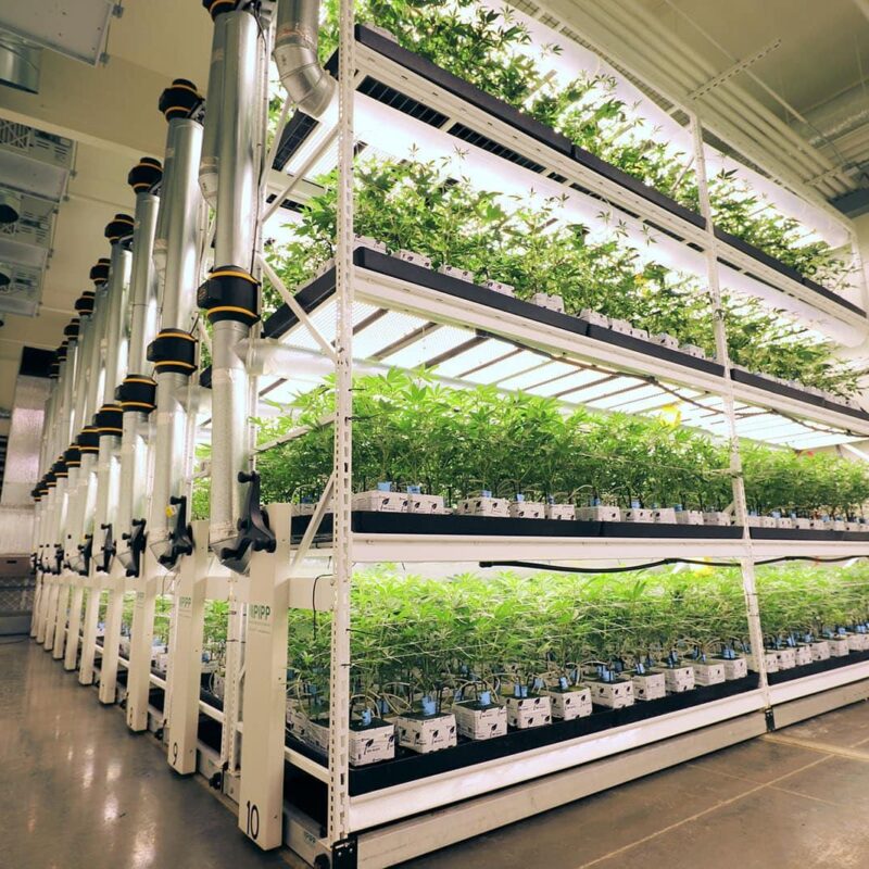 plant rack plant rack