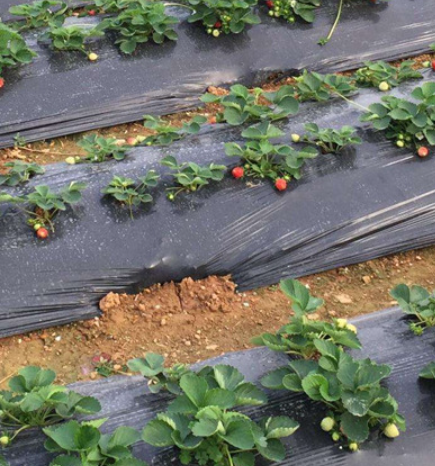 light-blocking greenhouse film