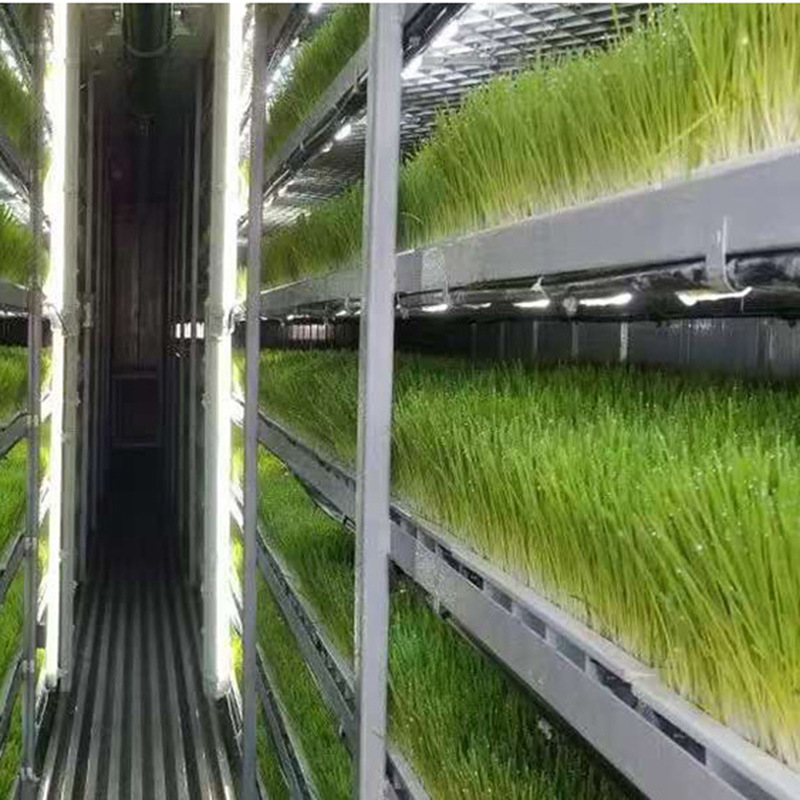 container growing system