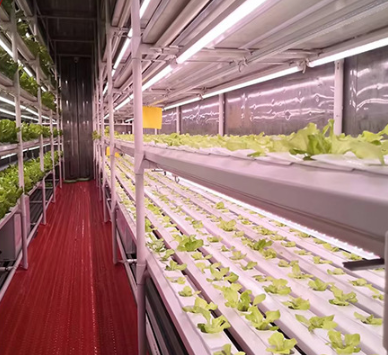 container growing systems