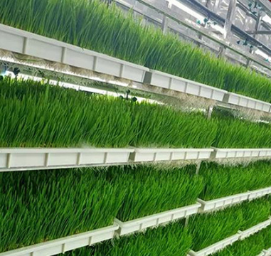 container growing systems
