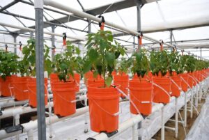 Dutch bucket system