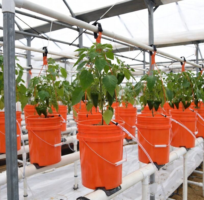 Dutch bucket system