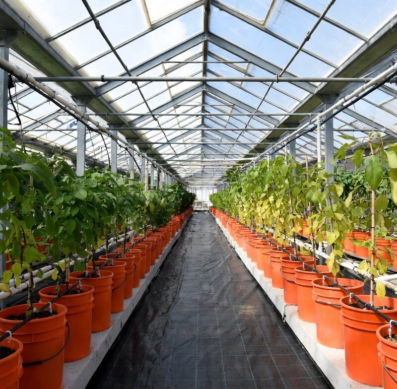 Dutch bucket system