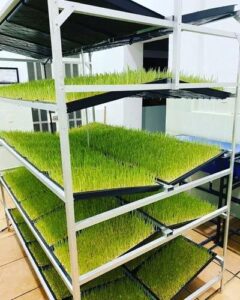 Forage Container Growing Systems