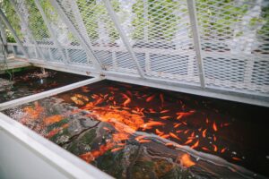 Fish Pond Container Growing Systems