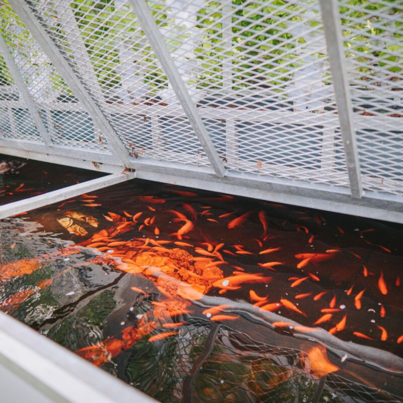 Fish Pond Container Growing Systems