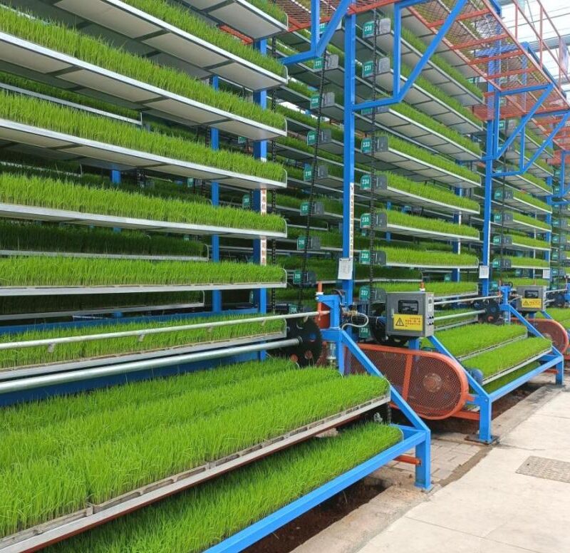 Discover Forage Container Growing Systems for sustainable livestock feed production. Improve water efficiency, reduce labor costs, and achieve year-round fresh forage cultivation. Discover Forage Container Growing Systems for sustainable livestock feed production. Improve water efficiency, reduce labor costs, and achieve year-round fresh forage cultivation.