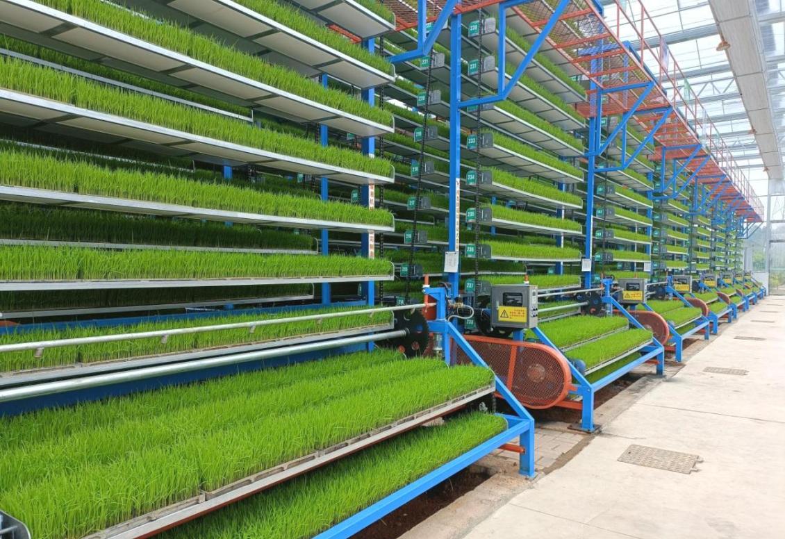 Discover Forage Container Growing Systems for sustainable livestock feed production. Improve water efficiency, reduce labor costs, and achieve year-round fresh forage cultivation.