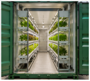 Vegetable Container Growing