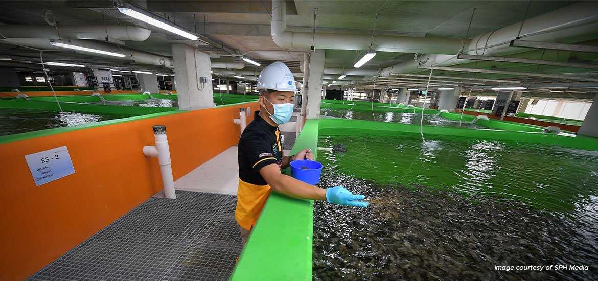 Fish Pond Container Growing Systems