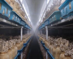 Controlled Indoor Mushroom Farming