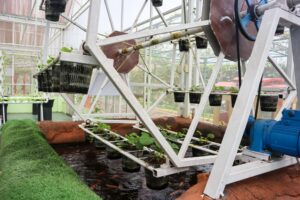 Fish Pond Container Growing Systems
