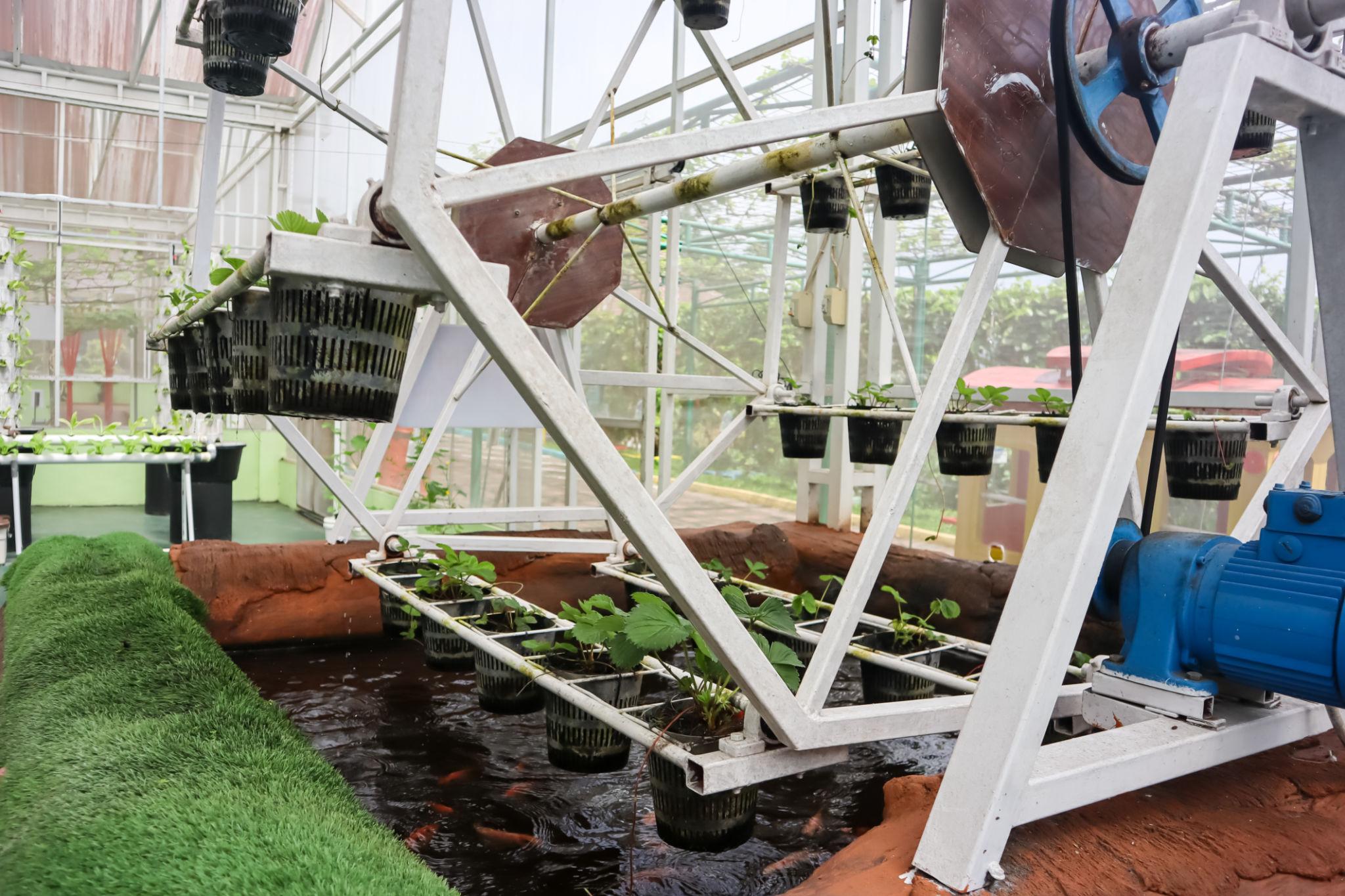 Fish Pond Container Growing Systems
