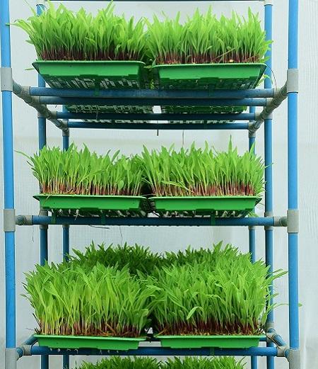 Forage Container Growing Systems