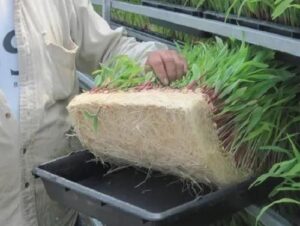 Forage Container Growing Systems