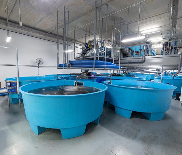 Fish Pond Container Growing Systems Fish Pond Container Growing Systems
