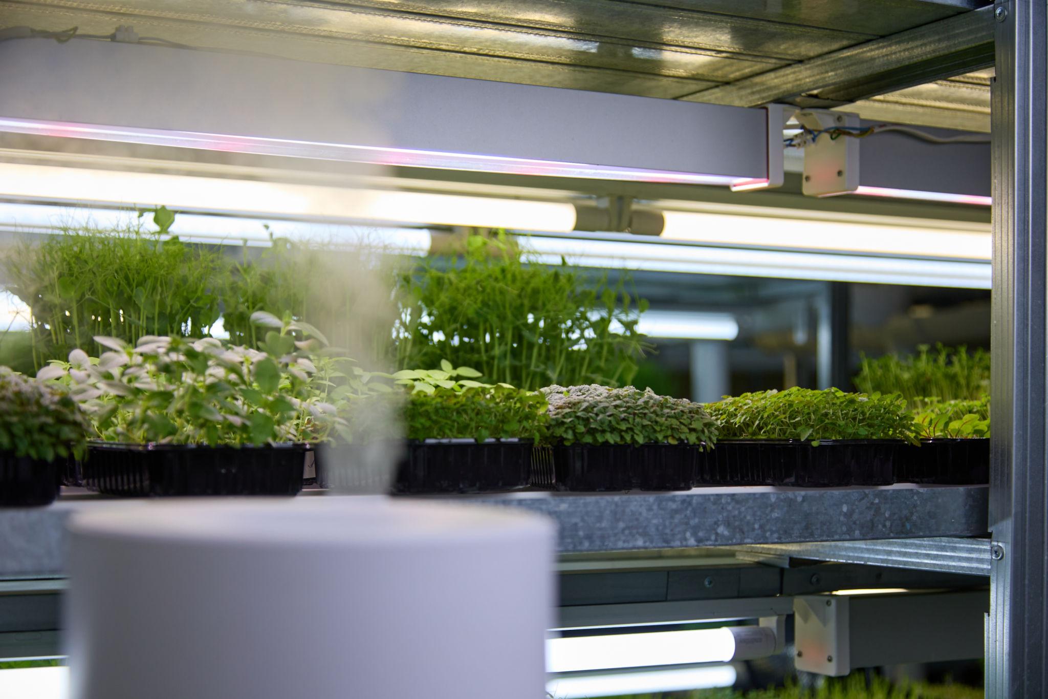 grow room humidification system