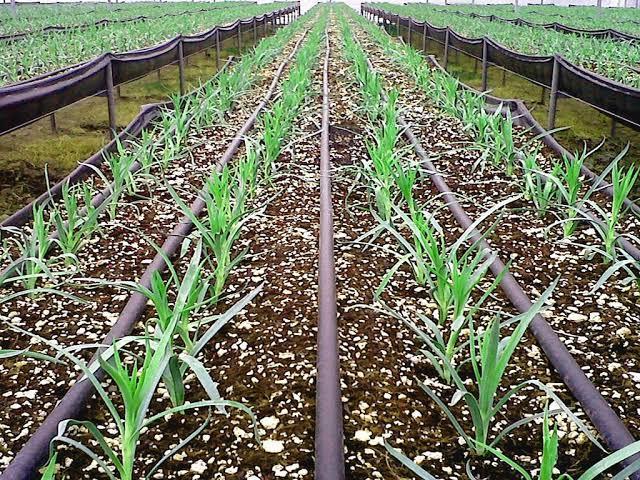 agricultural drip irrigation system