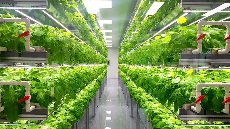 grow room dehumidifier system