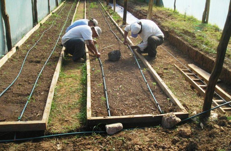 agricultural drip irrigation system