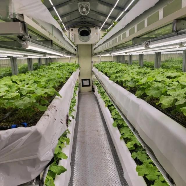 container vegetable farming system