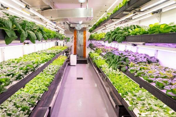container vegetable farming system