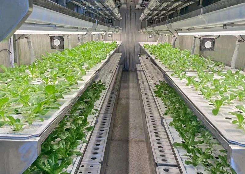 container vegetable farming system