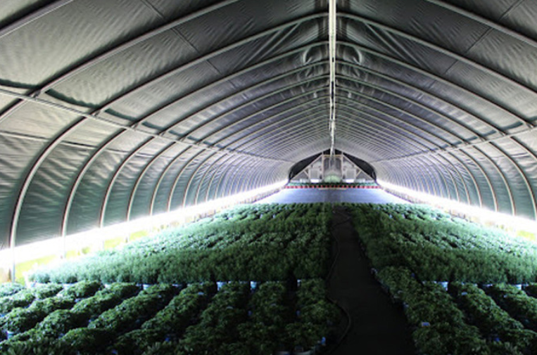 Blackout Greenhouse Film