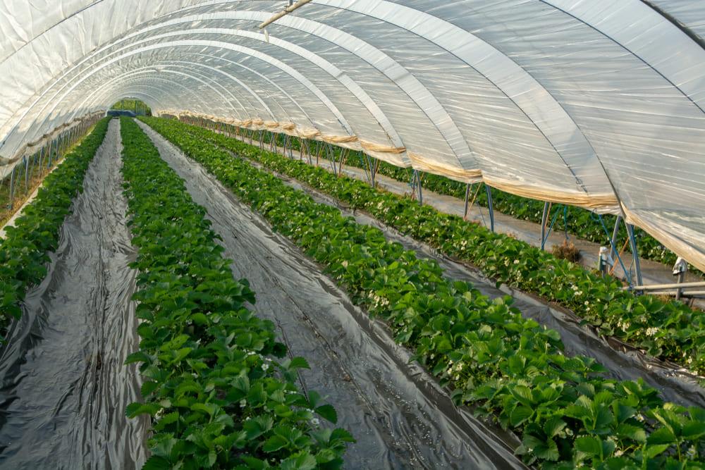 commercial greenhouse film