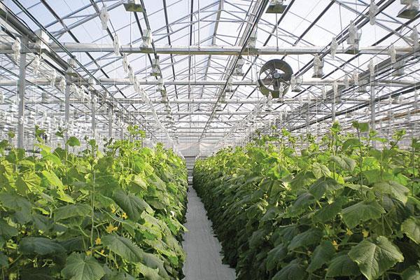 Polycarbonate Greenhouse Panels
