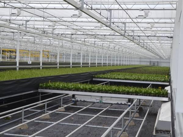 greenhouse rolling bench