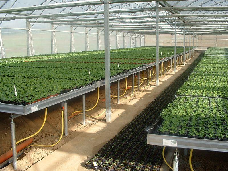 greenhouse rolling bench