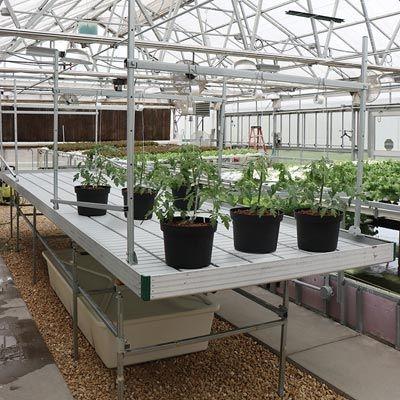 greenhouse rolling bench