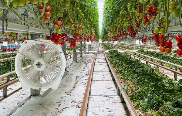 greenhouse circulation fan