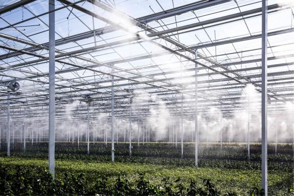 greenhouse humidification system