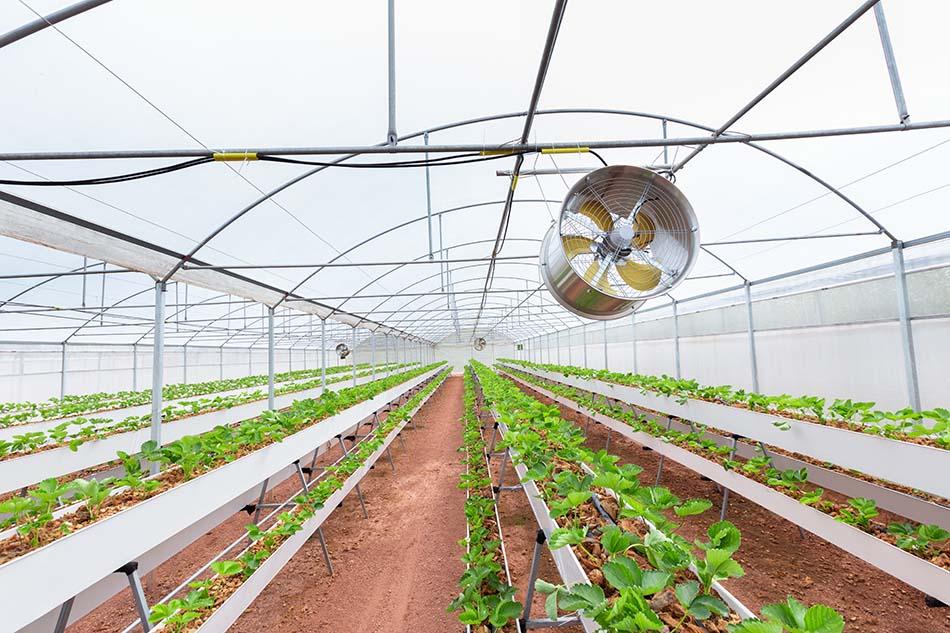 greenhouse circulation fan