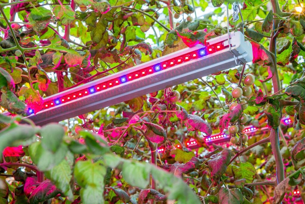 greenhouse grow lights