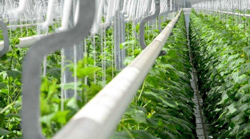 greenhouse CO₂ enrichment system