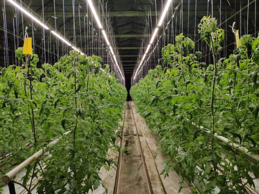 greenhouse grow lights