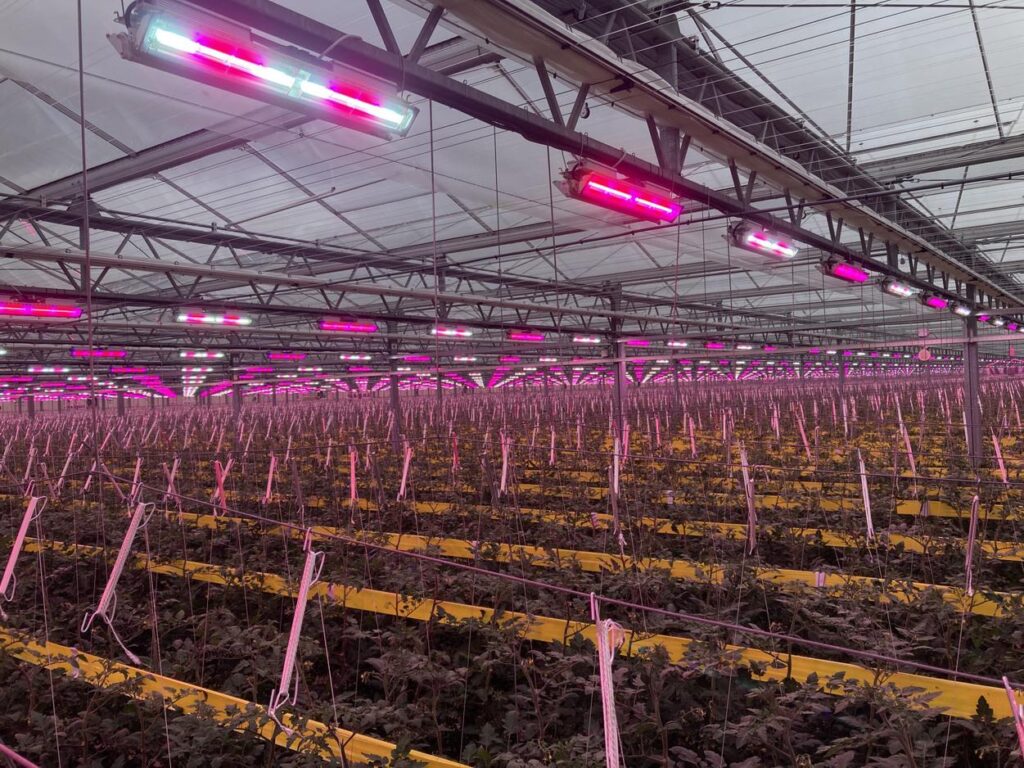 greenhouse grow lights