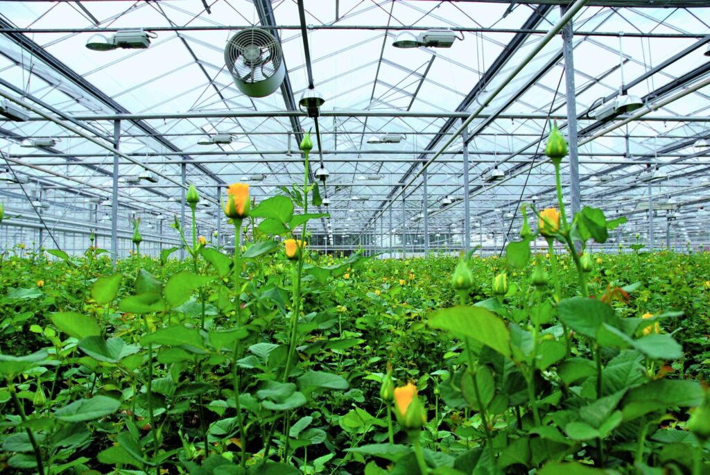greenhouse CO₂ enrichment system