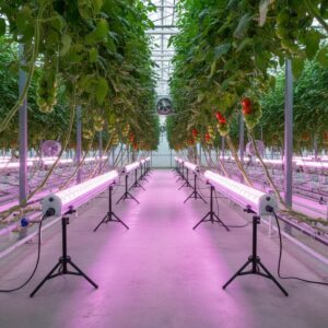 greenhouse grow lights