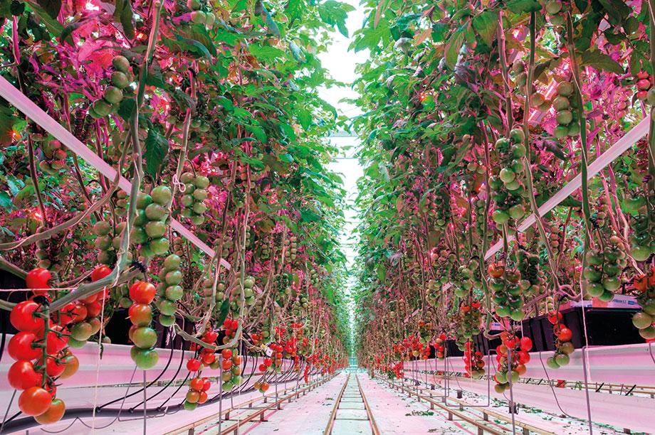 greenhouse grow lights