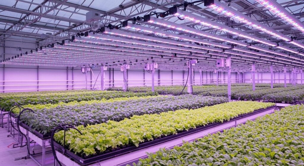 greenhouse grow lights